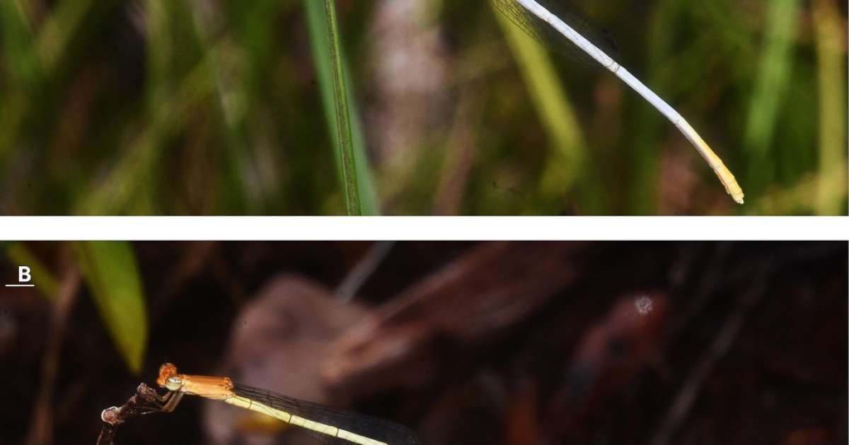 Descubren nueva especie de caballito del diablo en la Amazonia y lleva nombre indígena