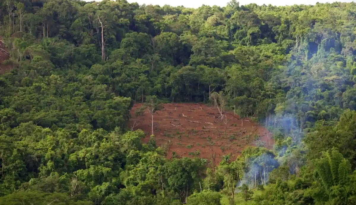 El mundo destruye un 15% menos de bosque, pero aún pierde siete millones de hectáreas
